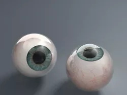 Eyeballs 3D model