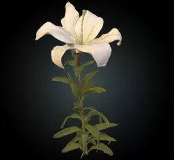 Fw1 - Lilium Flower White 3D model