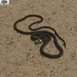 Grass Snake 3D model