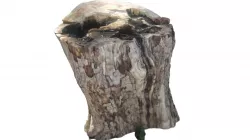 Huge chopped tree Stump HD Low-poly  3D model