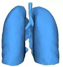 Human Lungs 3D print model