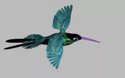 Hummingbird 3D 3D model