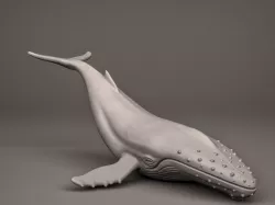 Humpback Whale 3D print model