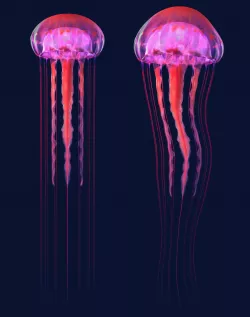 Jellyfish 3D model