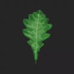 OAK LEAF Low-poly  3D model