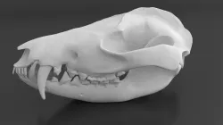 Oppossum Skull 3D print model