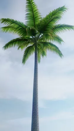 Palm Trees 3D model