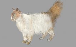 persian cat skeleton 3d models 【 STLFinder