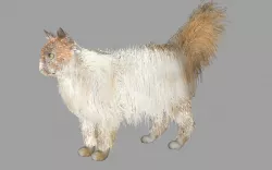 Persian Cat Internal Organs Skeleton Arteries 3D model