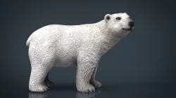 Polar Bear 3D model
