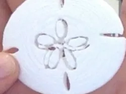Sand Dollar