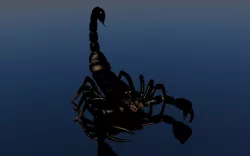 Scorpion 3D model