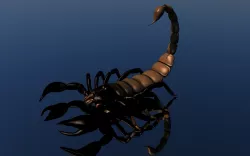 Scorpion 3D model