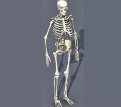 Skeleton 3D 3D model