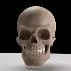 Skull 3D model