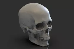 Skull 3D print model
