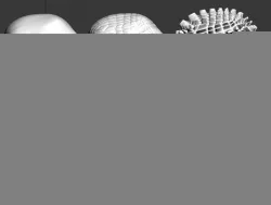 skull 3D print model