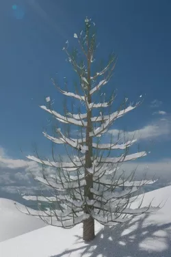 Snowy Pine Tree 3D model