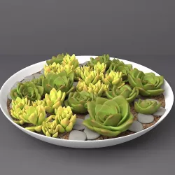 Succulents Set  2 3D model