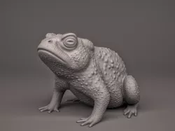 Toad Frog 3D print model