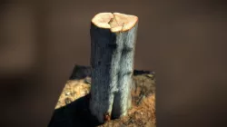 Tree Stump Trunk Low-poly  3D model