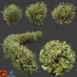 Weigela Florida 3D model
