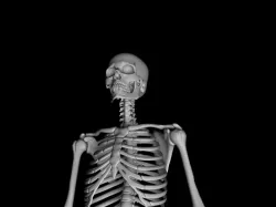  3D Male Skeleton Model - Human Skeleton 3D Model 3D model