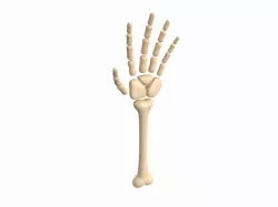 Arm Bone 3D model