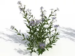 Aster 3D model