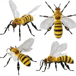Bee 3d model 3D model