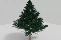 BLACK PINE 3D model