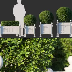 Boxwood In RH Versailles Panel Planters 3D model