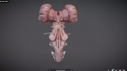 BrainStem Low-poly  3D model