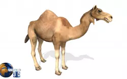Camel Rigged Animated Lowpoly 3d model Low-poly  3D model