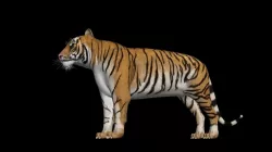 CGI Tiger Rigged 3D Model Low-poly  3D model