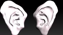 character ears ear 3d model Low-poly  3D model