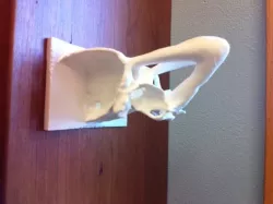 Chondrocranium of a Salmon Shark on a base.