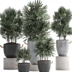 Collection of exotic palm trees in concrete pots 414 3D model