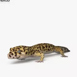 Common Leopard Gecko HD 3D model