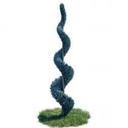 Cypress - Cupressus Arizonica Spiral 3D model