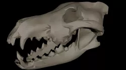 Dire Wolf Skull 3D model