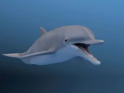 dolphin 3d model 3D model