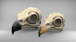 Eagle Skulls Low-poly  3D model