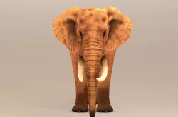 Elephant 3D model
