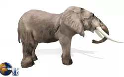 Elephant Rigged Animated Lowpoly 3d model Low-poly  3D model