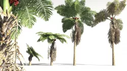 EVERYPlant African Oil Palm 01 -- 10 Models 3D model