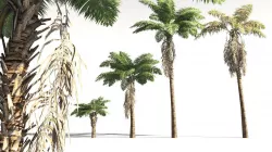EVERYPlant African Oil Palm 02 -- 10 Models 3D model