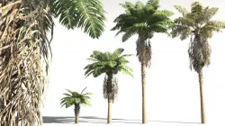 EVERYPlant African Oil Palm 03 -- 10 Models 3D model