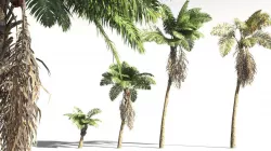 EVERYPlant African Oil Palm 04 -- 10 Models 3D model