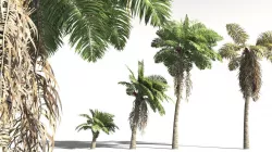 EVERYPlant African Oil Palm 05 -- 10 Models 3D model